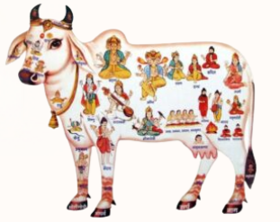 Cow graphic