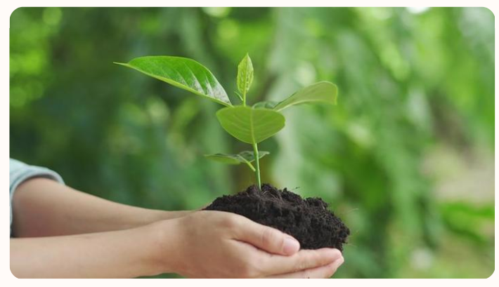Hands holding a sapling