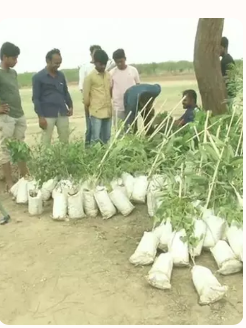 Illustration of a person planting a tree